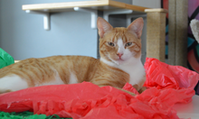 Load image into Gallery viewer, Dezi &amp; Roo Magic Carpet - Play Tent for Cats - Green