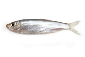 Plato On The Go Baltic Sprat 0.35oz