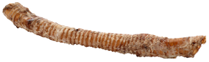 Butcher's Block Pet Treats Individual Whole Krunchie Tube Wrapped Trachea 17-21" *NEW UPC*