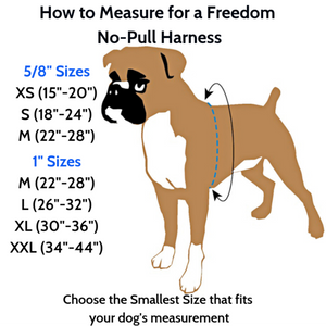 2 Hounds Design Freedom No-Pull Harness Deluxe Training Package - 1" - Navy Blue/Royal Blue