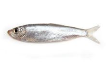 Load image into Gallery viewer, Plato On The Go Baltic Sprat 0.35oz